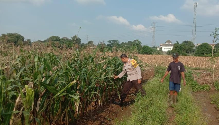 Panen Jagung di Depan Mata, Bhabinkamtibmas Mustikasari Dampingi Petani Wujudkan Ketahanan Pangan