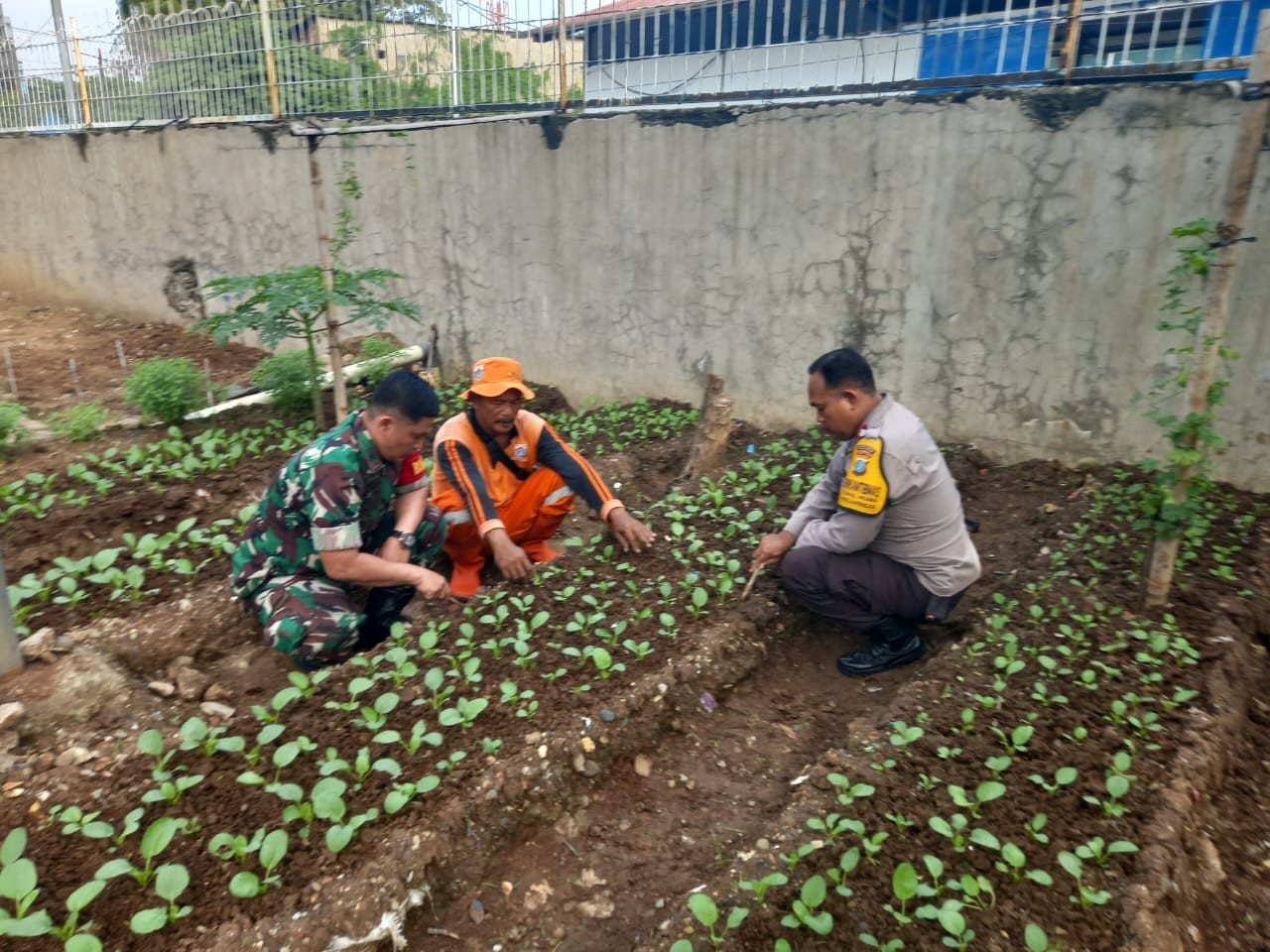 Polsek Metro Penjaringan Sambang Kebun Bergizi, Bangun Ketahanan Pangan Sosial dan Sadar Kamtibmas