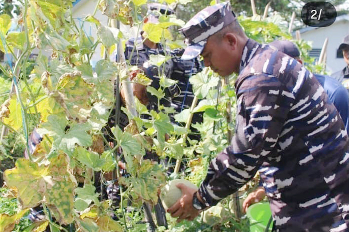 Lanal Bengkulu Laksanakan Panen Raya Melon, Dukung Program Ketahanan Pangan