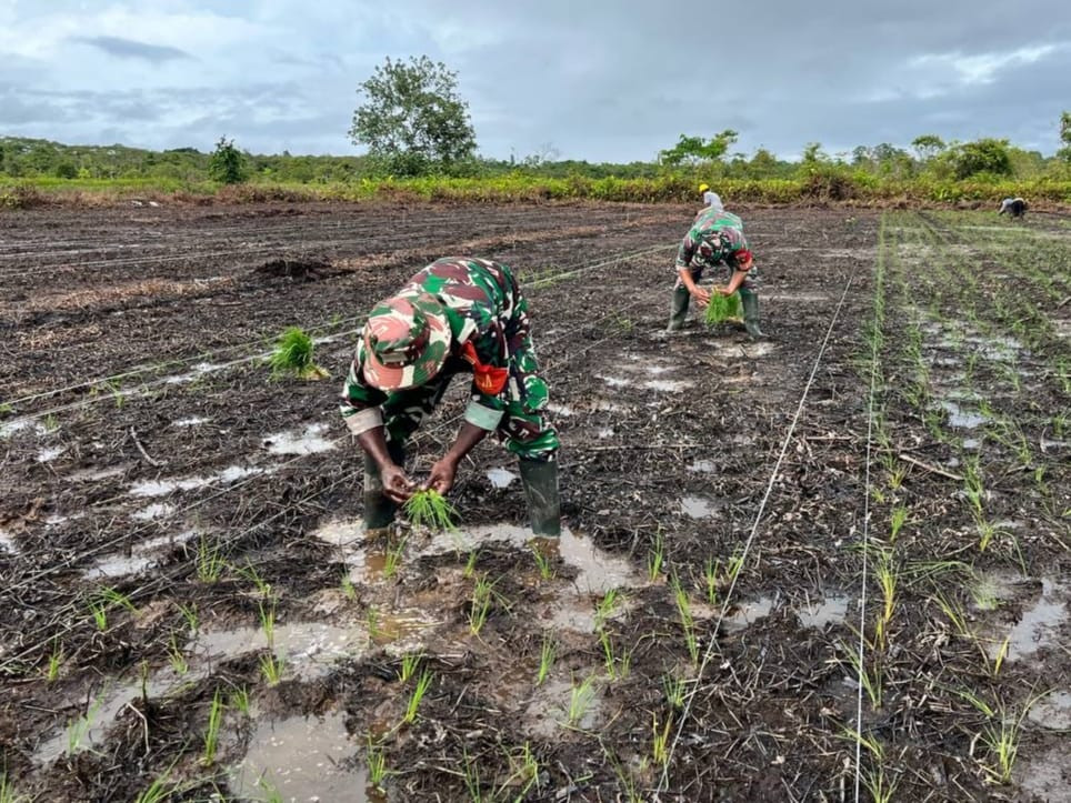Sukseskan Program Ketahanan Pangan Babinsa Koramil 03/Kuala Kencana Bantu Petani Tanam Padi