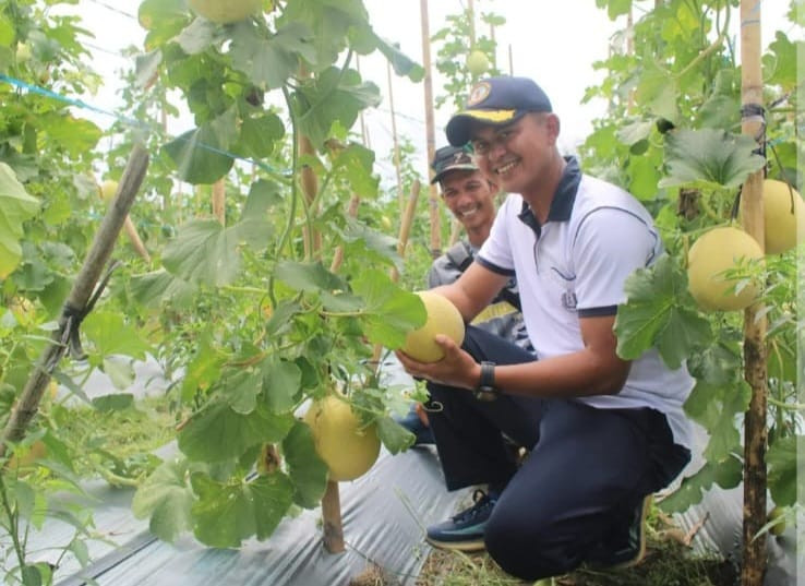 Sinergi TNI AL dan Petani, Danlanal Bengkulu Pimpin Giat Penanaman dan Panen di Lahan Ketahanan Pangan