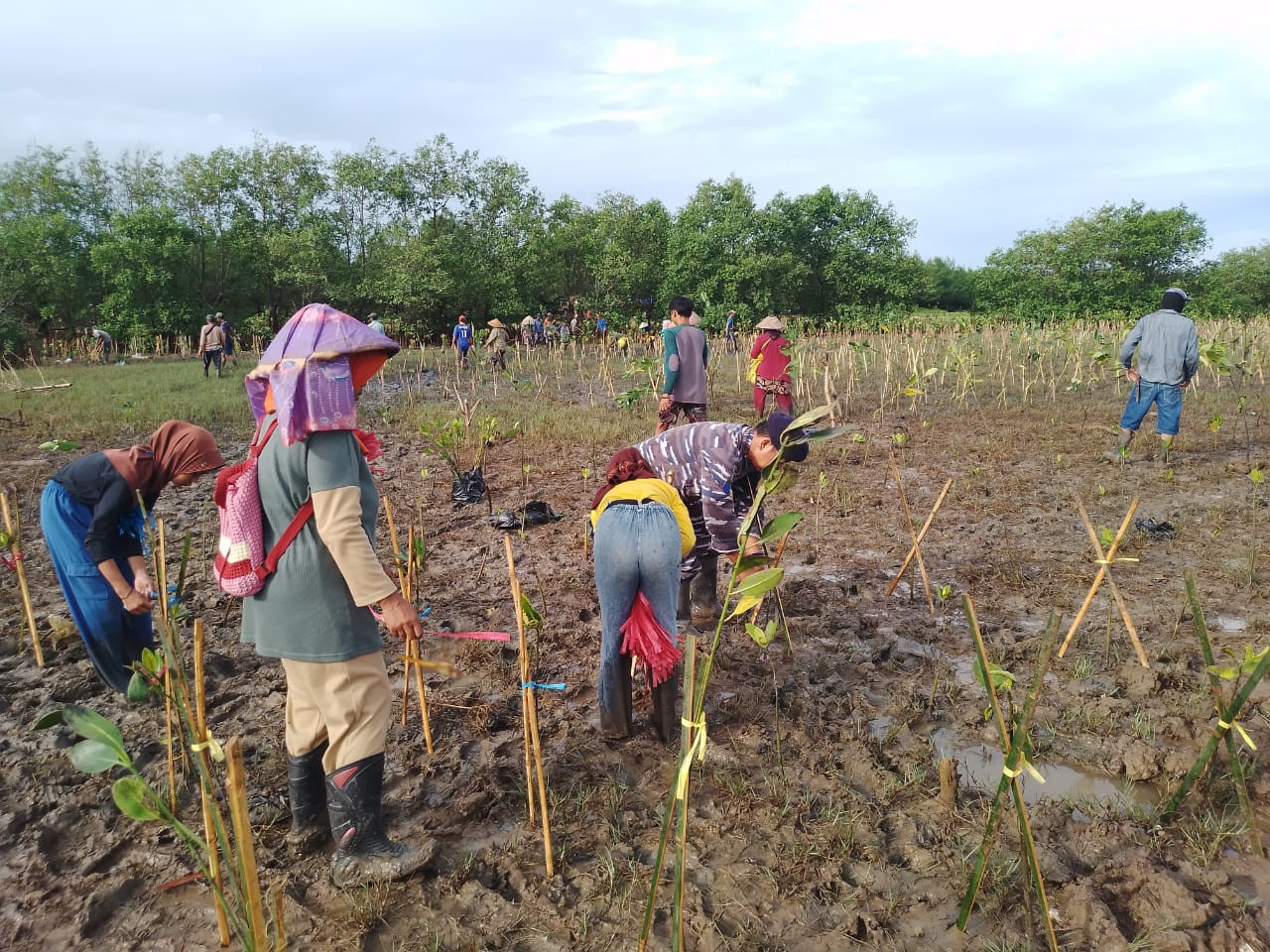 Pelaksanaan Penanaman Pohon Mangrove Tahap Kedua di Kampung Tipar Cianjur Jawa Barat