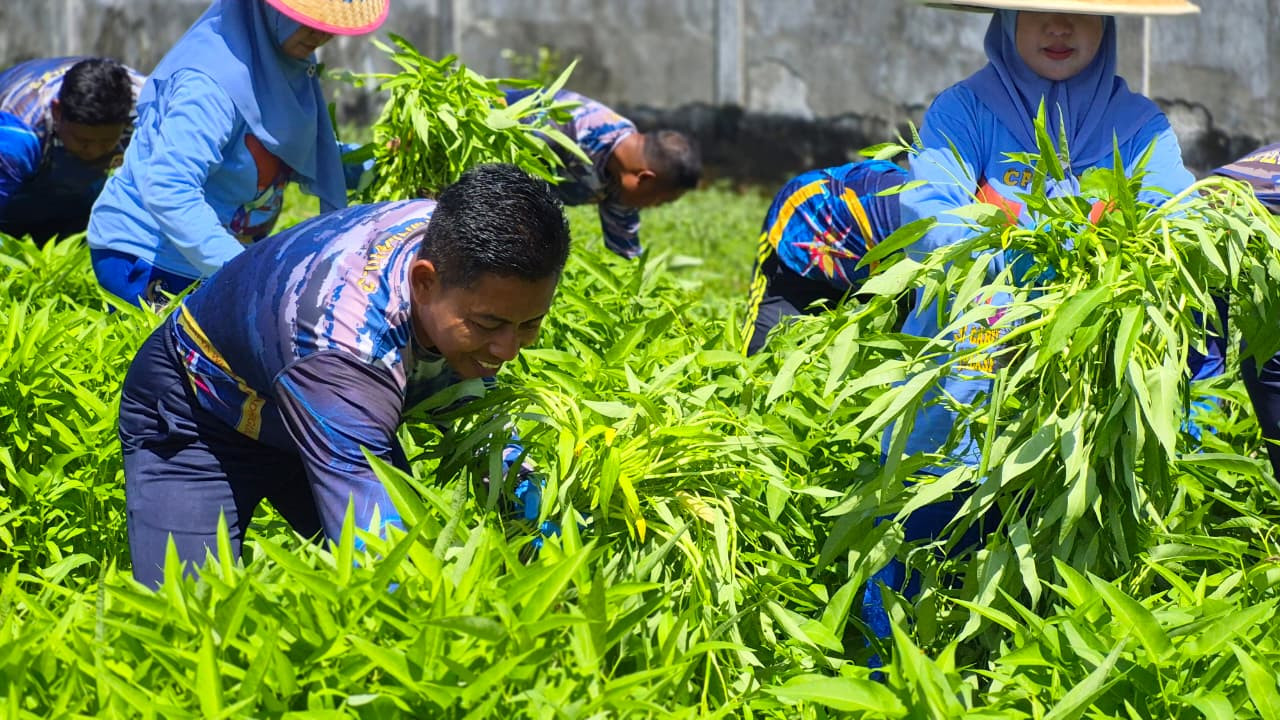 Wujudkan Program Ketahanan Pangan, Satlinlamil 3 Panen Perdana Sayuran