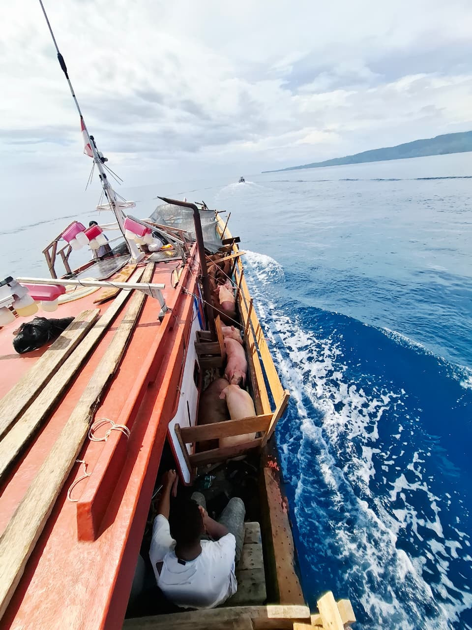 TNI AL Gagalkan Ratusan Ekor Babi Ilegal di Perairan Nias Utara