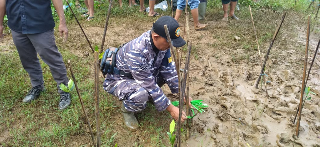 Lanal Bandung bersama Dinas Kelautan dan Perikanan Provinsi Jawa Barat Laksanakan Penanaman Mangrove di Wilayah Pesisir Pantai Selatan Jawa Barat