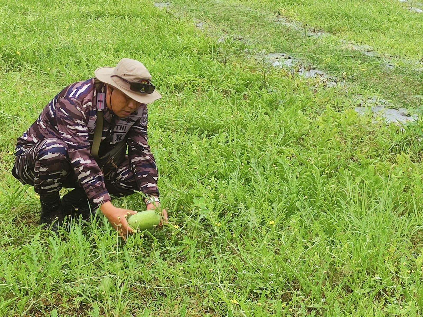 Pangkalan TNI AL Bandung Laksanakan Panen Parsial Semangka Program Ketahanan Pangan