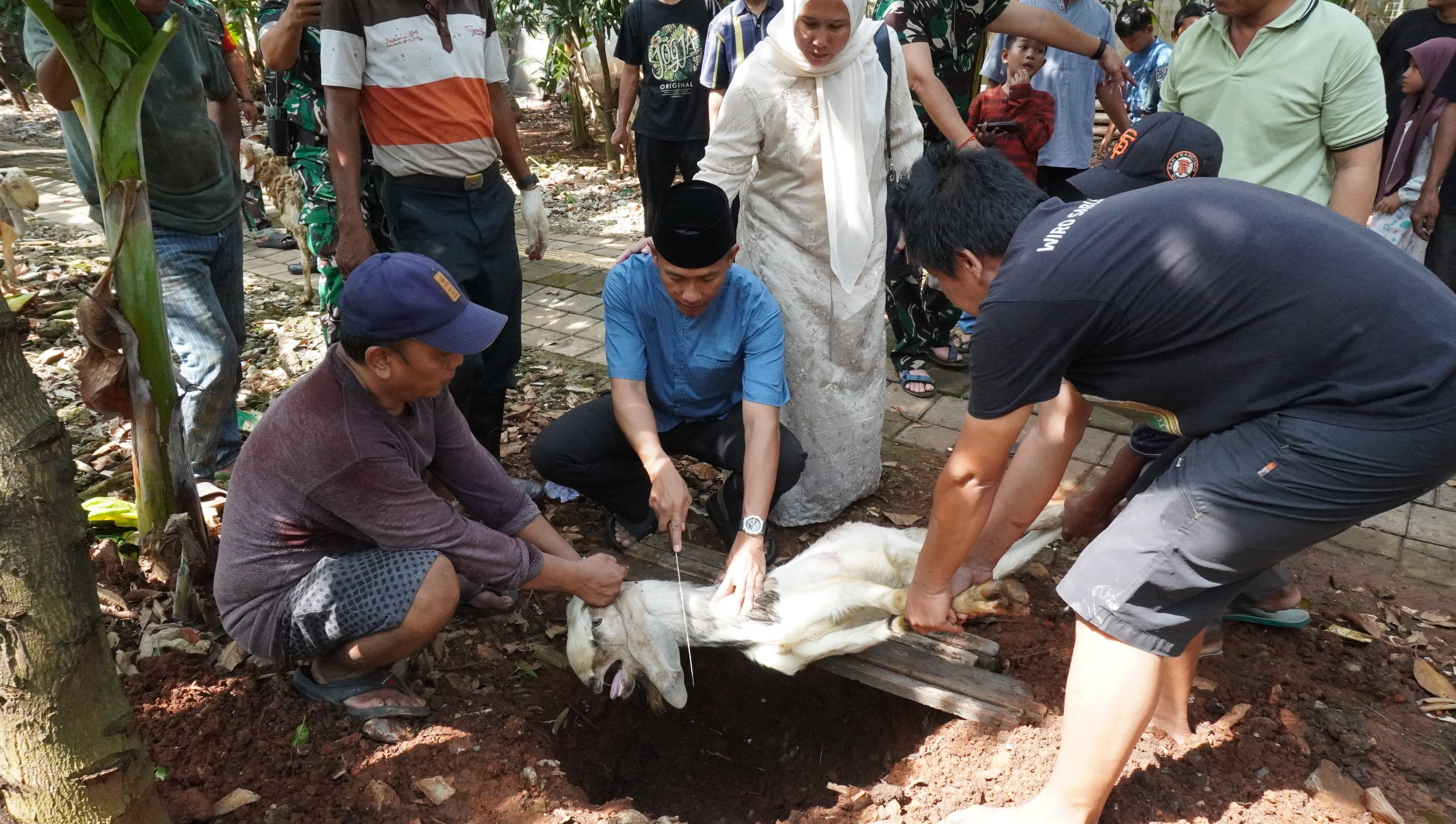 Kodim 0502/JU Salurkan dan Potong Hewan Kurban untuk Warga Jakarta Utara