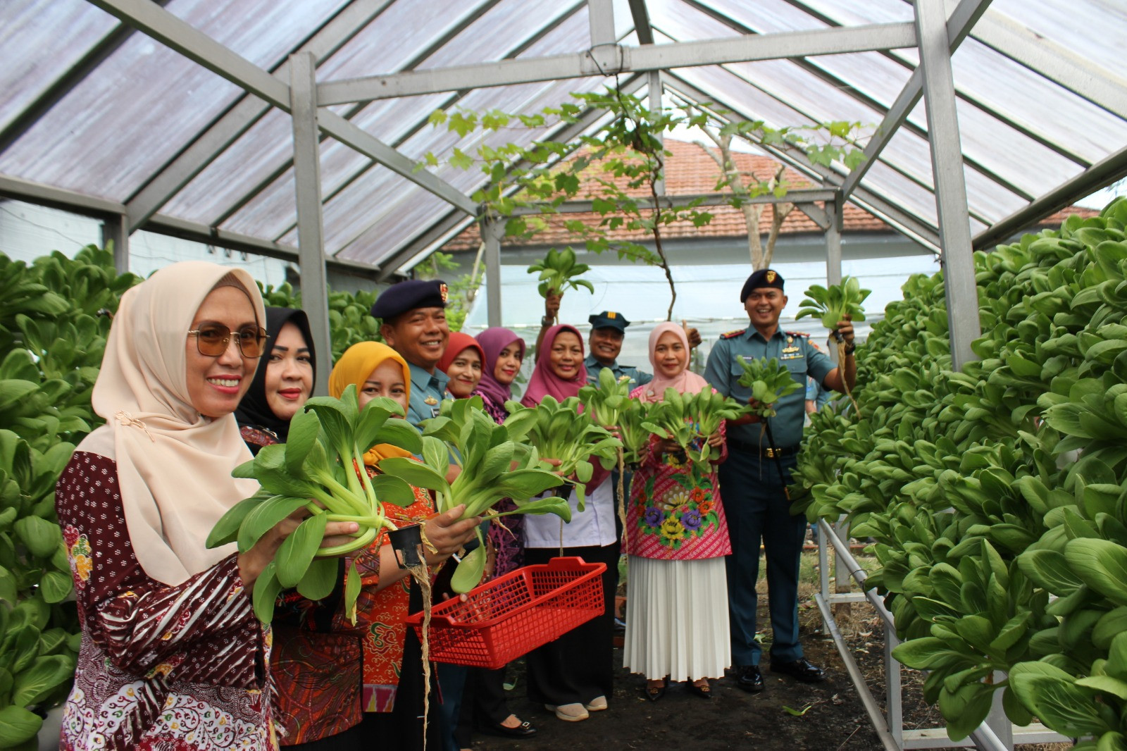 Panen Raya Hidroponik Lanal Bengkulu, Inovasi Untuk Ketahanan Pangan Lokal