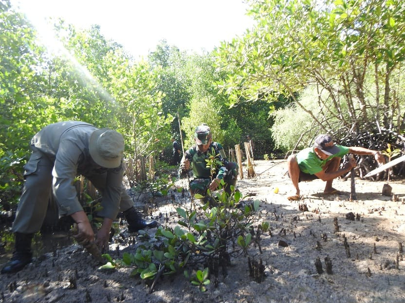 Penanaman Mangrove Kodim 1510/Sula: Langkah Konkret Menjaga Ekosistem Pantai dalam rangkaian Program TMMD Ke-123 di Desa Mangega