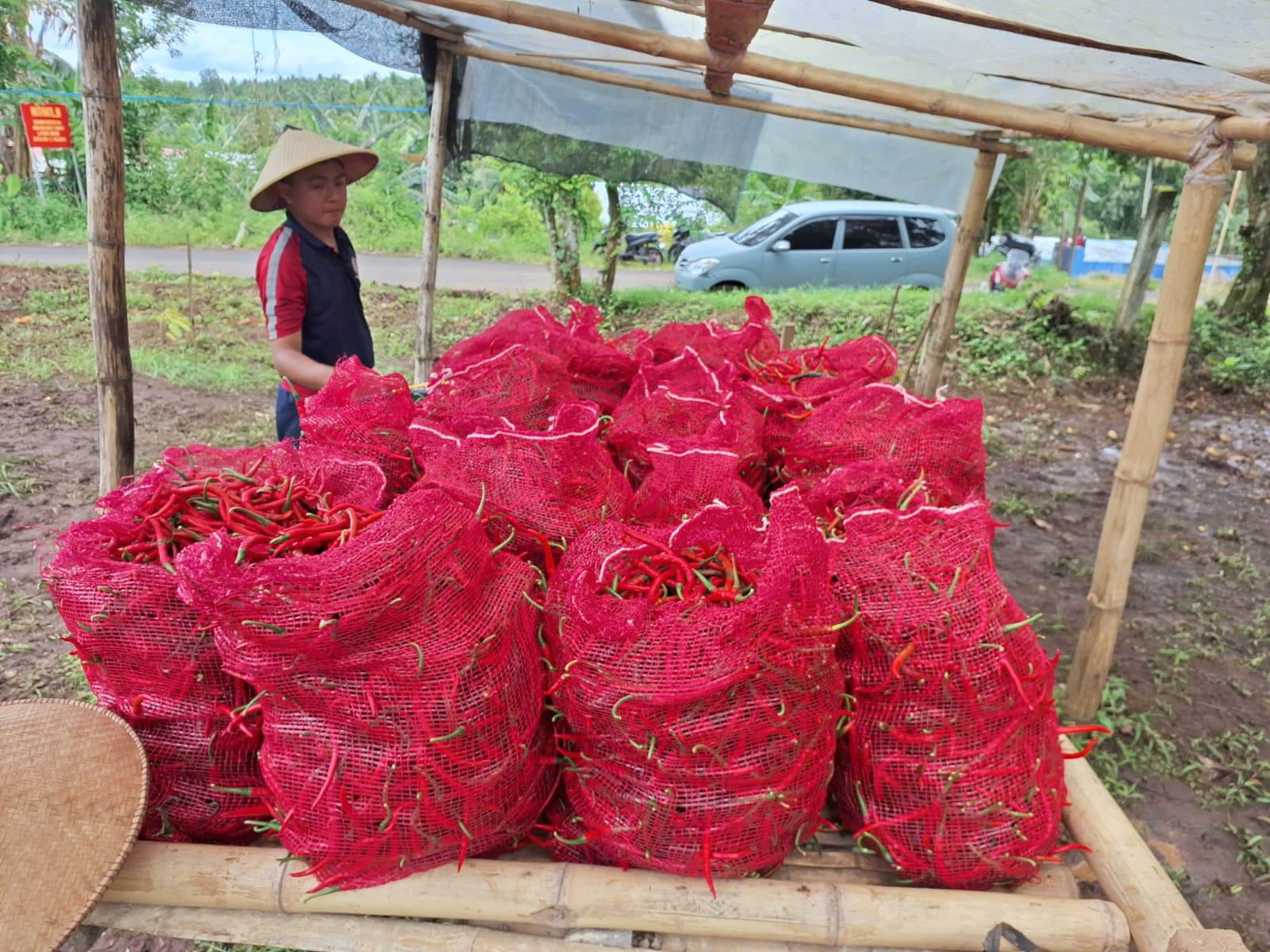 Zona Bakamla Tengah Panen Cabai 1,3 Ton dalam Program Ketahanan Pangan Nasional