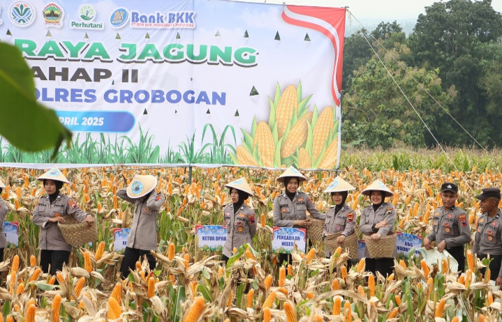 Polres Grobogan Sukses Gelar Panen Raya Jagung di Lahan 274 Hektare