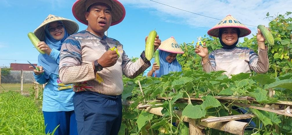 Dukung Program Ketahanan Pangan, Satlinlamil 3 Panen  Sayuran dan Hasil Ternak