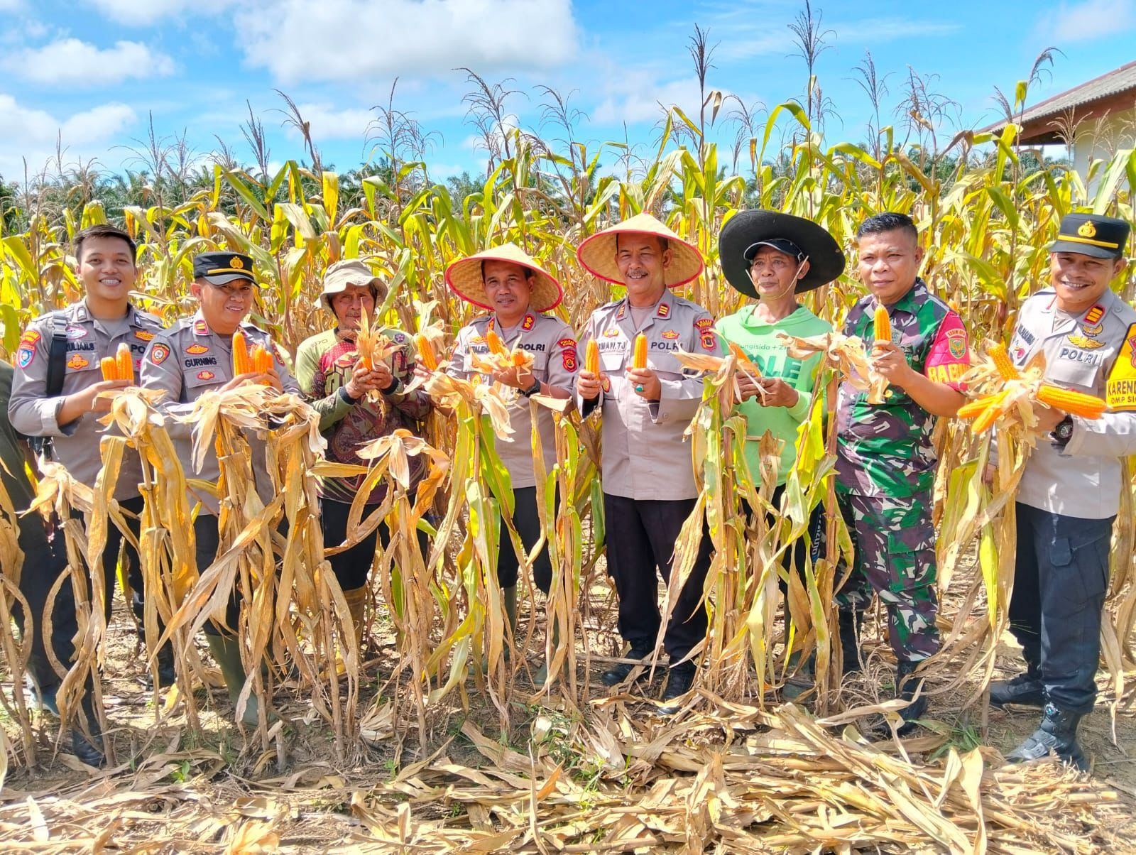 Program Gugus Tugas Ketahanan Pangan Polda Jambi Sukses Panen Jagung di 6 Polres